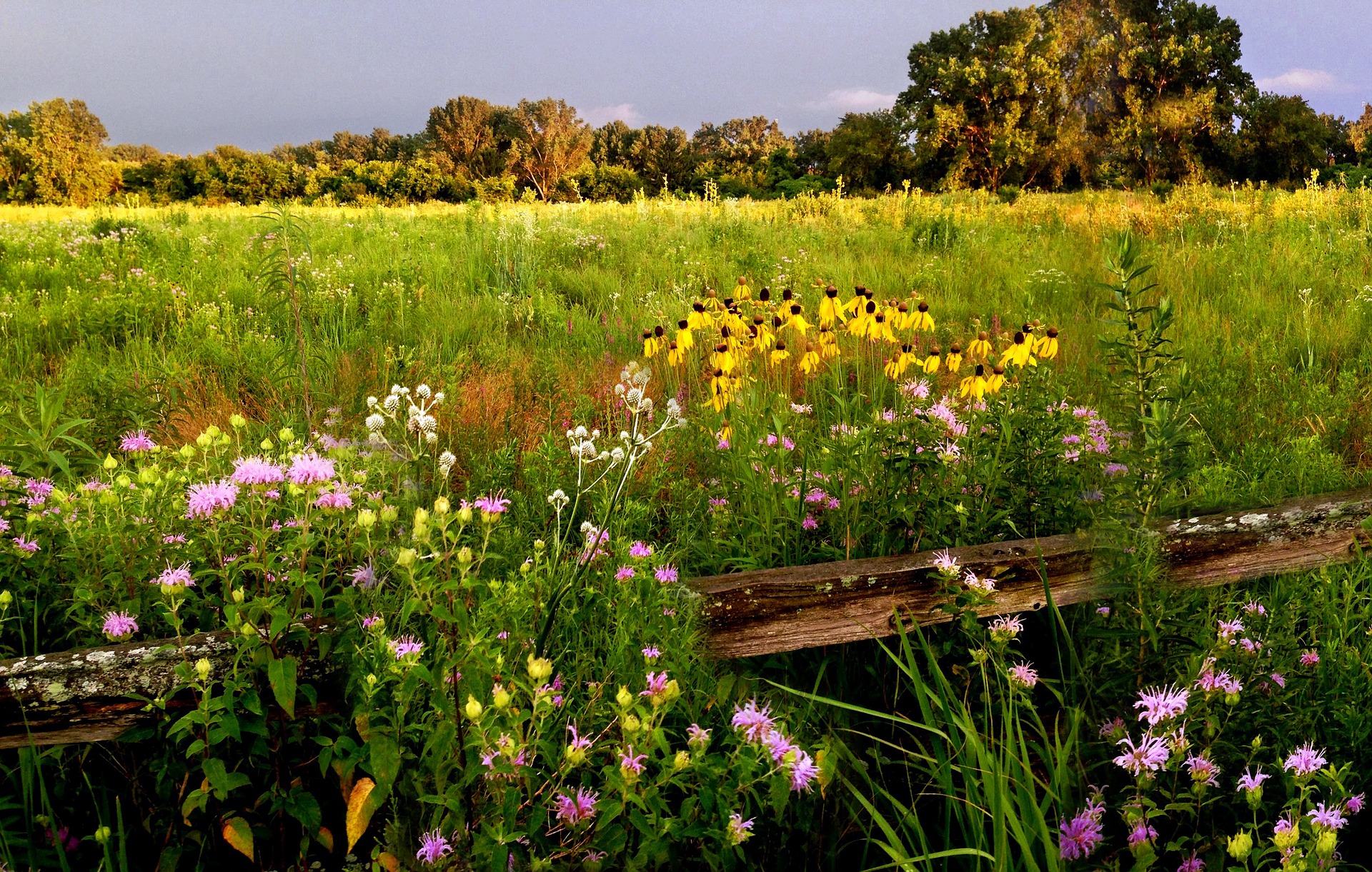 Native plant prairie wildflowers.