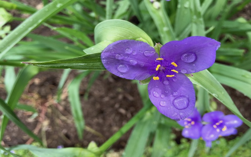 Ohio spiderwort in native plant landscape