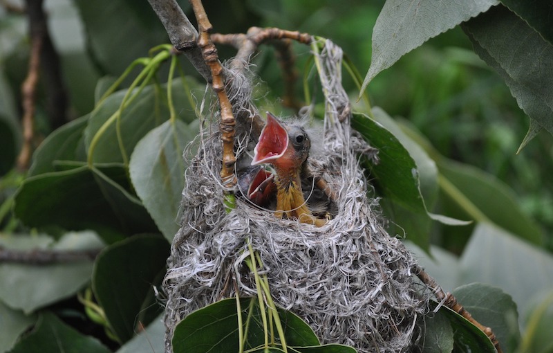 Baltimore oriole chicks in nest